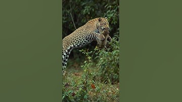 "Cheetah Attacks Innocent Monkey on Tree – Sudden Jungle Hunt #cheetah #monkey #leopard