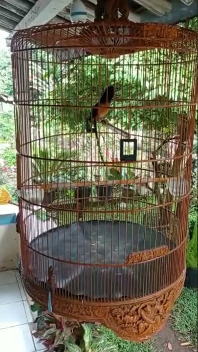 burung murai batu muda exotic #suaraburung #muraibatu #feed #shorts