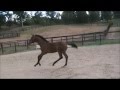 Cf don valentino 2011 german warmblood gold premium colt by don de marco