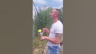 jezero beli bager amur 20 kg