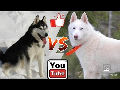 Сибирский хаски против Восточно сибирской лайки. Собаки. Animals Battle.