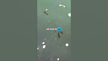 Do you know why swimming pools are required to have overflow gutters? #foryou #fyp#sports#facts