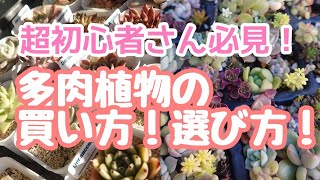 【多肉植物】超初心者さん向け！多肉の始め方♪買い方・選び方をご紹介！