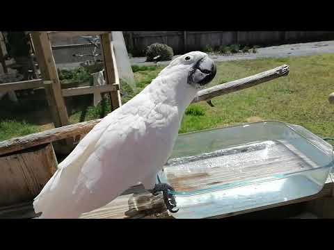 A Day in the Life of Nemo the Umbrella Cockatoo