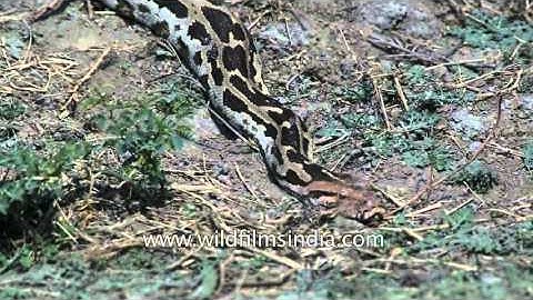 Indian Rock Python slithers on the ground