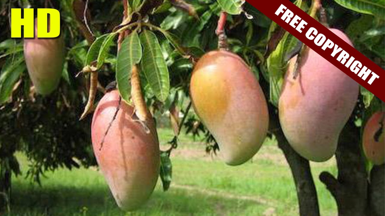 Free Download Kesar Mango | Mango Tree | केसर आंबा