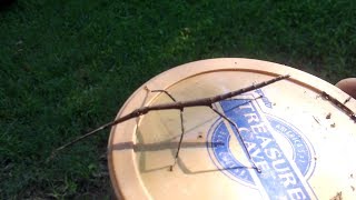 Stick Insect in the backyard