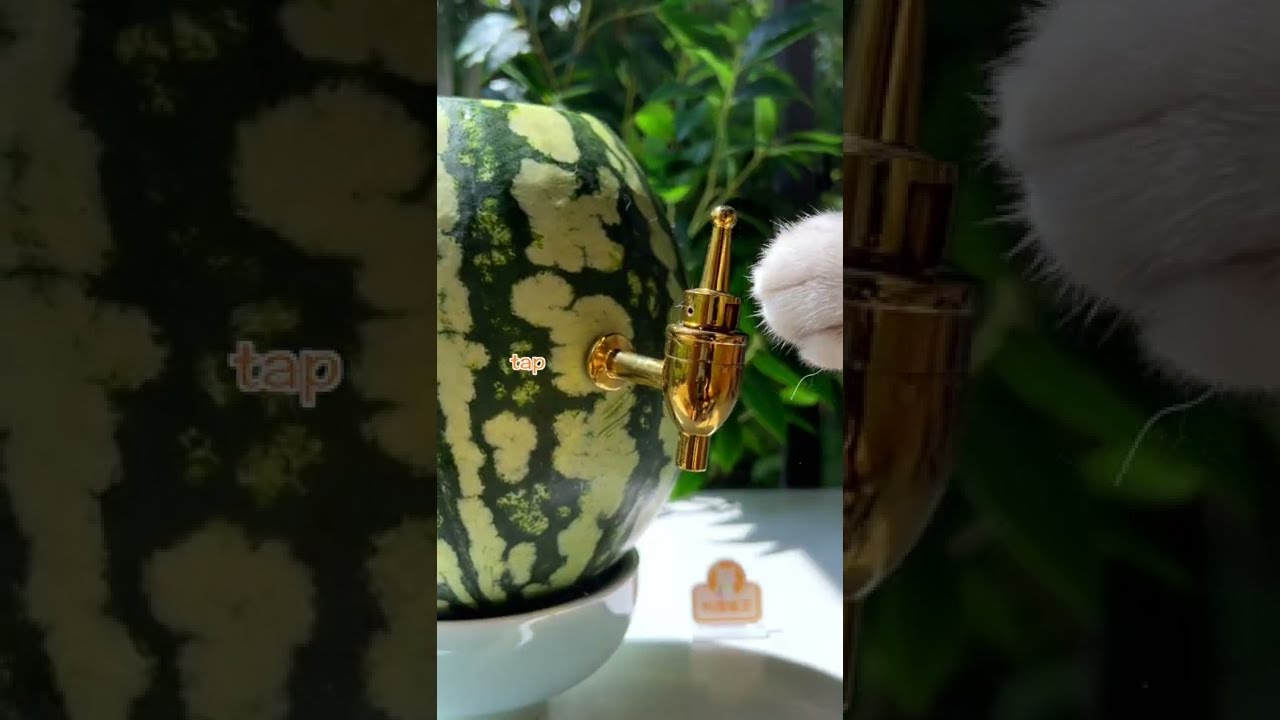 Meow 🍉Awesome Iced Watermelon Party Keg😍 | Easy Summer Drinks | Cat Cooking-TikTok 