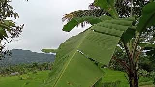 luasnya hamparan pesawahan dan indahnya pemandangan pegunungan dari kejauhan!!!