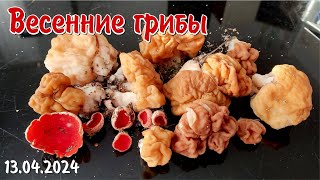 Весенние Грибы "Саркосцифа и Строчки Гигантские" 13.04.2024