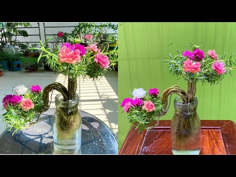 Video Cách Làm Bonsai Hoa Mười Giờ Trồng Trong Nước Đẹp... - youtube