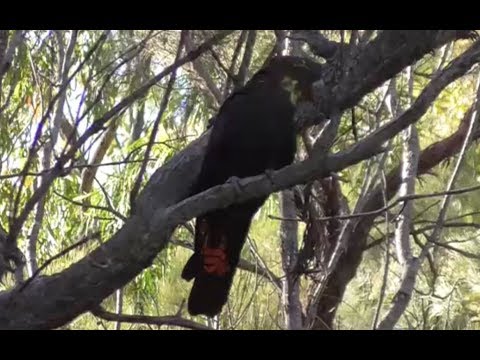 Glossy black cockatoos (Calyptorhynchus lathami)