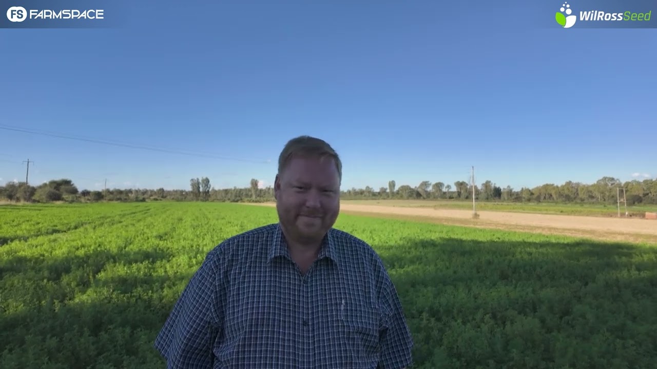 Wil jy lusern plant? Watter kultivar verskans jou risiko's die beste?