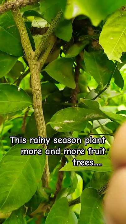 #fruit #fruittrees #lemon #rainy #nature #fruits #plants