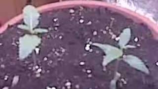 First Grow Week 3