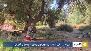 بني وليد.. الزيت الوليدي علاج ليبي يشق طريقه إلى أفريقيا