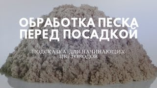 КАК обеззаразить песок для посадки цветка. КАК обеззаразить песок для посадки цветка.