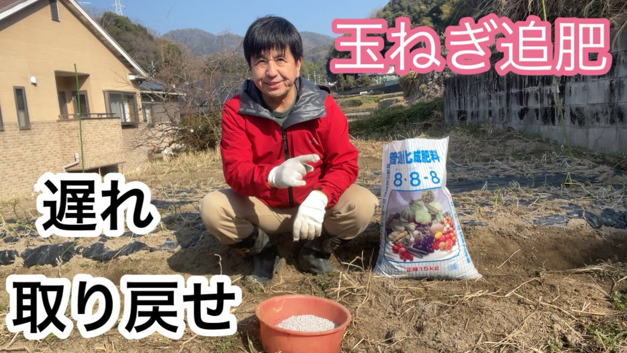 玉ねぎ追肥　遅れ取り戻せ！