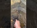 Catch and release: Fly fishing in Georgetown, Colorado. #troutfishing #flyfisherman #colorado