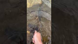 Catch and release: Fly fishing in Georgetown, Colorado. #troutfishing #flyfisherman #colorado