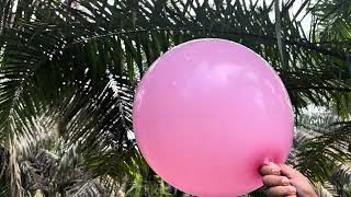 ASMR: 18-inch Jumbo Balloon Deflated on Palm Leaves 😳🎈🍃
