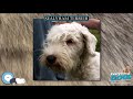 Sealyham Terrier 🐶🐾 Everything Dog Breeds 🐾🐶 の動画、YouTube動画。