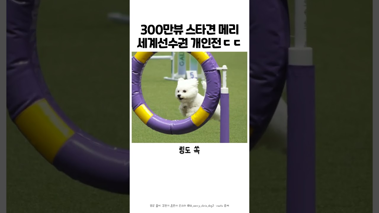 300만뷰 스타견 메리 강아지 세계대회 어질리티 장면 #강아지 #반려견 #어질리티 #비숑