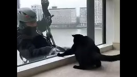 Cat plays with the window washer