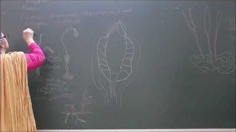 Bio-XI-3-09 Bryopsida,  Pradeep Kshetrapal channel