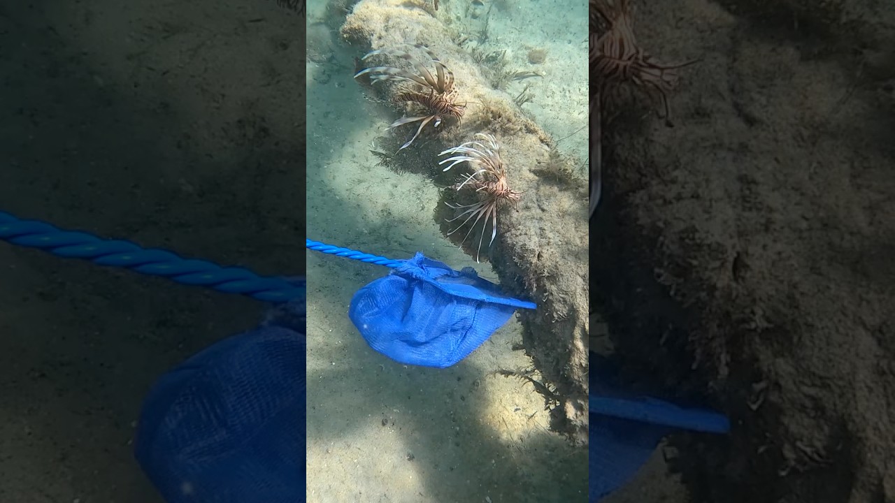 Catching Venomous Lion Fish for my Aquarium!