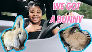 PICKING UP OUR HOLLAND LOP BUNNY | BUNNY HAUL!