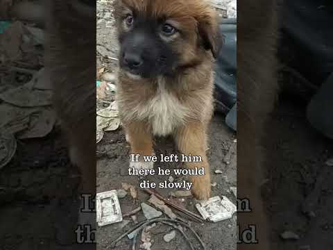 Poor Injured Puppy