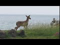 Deer on Ocean View Drive (1 of 3)