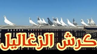 ازاى تكرش الزغاليل فى الوقت المناسب وعلاج الجدرى و العين