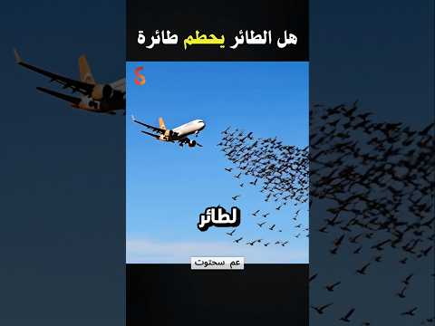 كيف سقطت طائرة ركاب اذربيجان وهل تستطيع الطيور إسقاط الطائرات العملاقة
