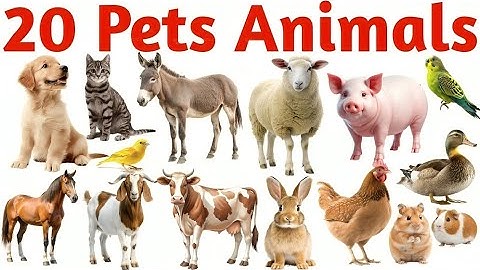 20 पालतू जानवरों के नाम | Pet Animals for Kids | Learn Animal Names with Sounds & Pictures
