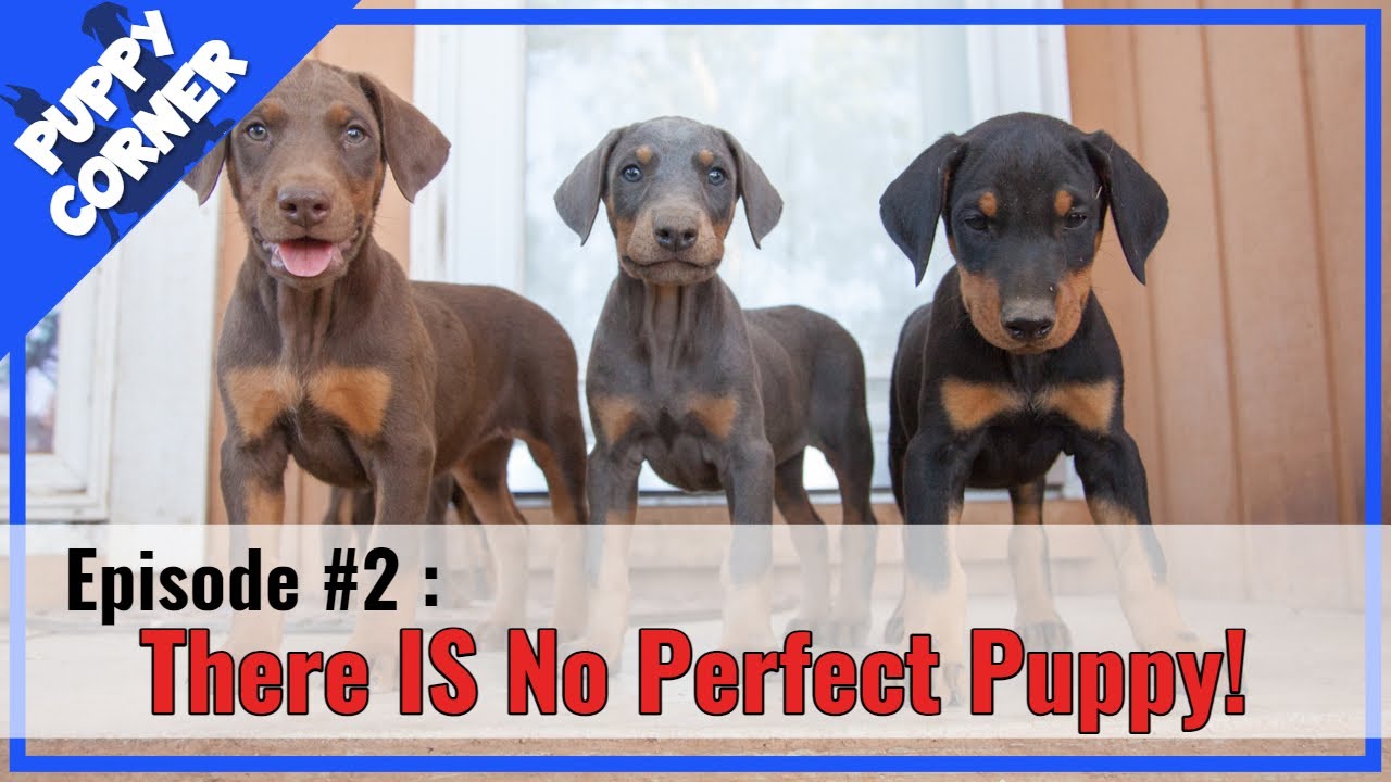 Which Health Tests Really Matter - Buying A Doberman (Puppy Corner #2)