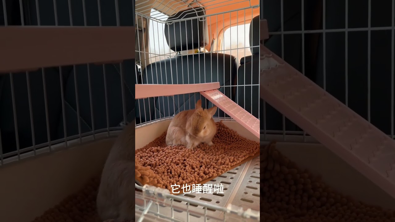 The handsome boy is back in the village!