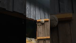 #Wasp #Waspnest #Funny Big Wasp Nest! 🐝