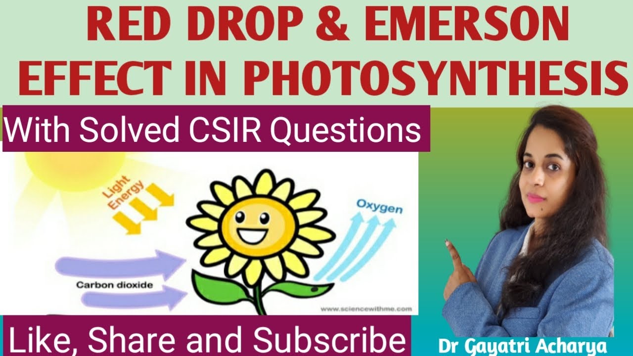 Red Drop And Emmerson Effect//Photosynthesis//Dr Gayatri Acharya YouTube