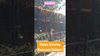 Konya Karatay Hayvanat Bahçesi̇