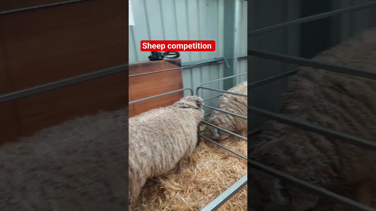 #sheepfarming