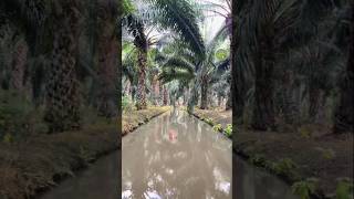 Kebun Sawit Paling Indah...