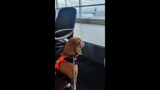 El sueño: viajar por todo el mundo con mi mascota. #pettravel #doglovers #trendingsongs #beagle Resimi