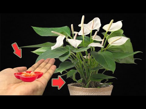 Vídeo: Fulles seques d'Anthurium: què fer, com solucionar la situació, consells sobre la cria i la cura adequada