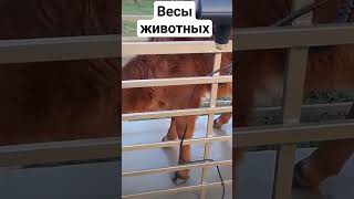 весы для животных 📟 електронный 👍 гарантия 1год