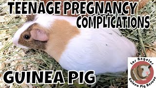 Teenage Pregnancy Complications for Harper the Guinea Pig