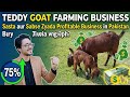 Teddy Goat Farming Business 🐐 | Sasta aur Sabse Zyada Profitable Business in Pakistan 💰
