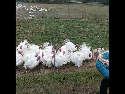 Video: Hoe Om Basiese Kalkoen Te Kook