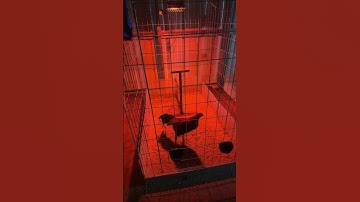 Qaib Thai #qaib #thairooster #chicken #rooster #qaibthai #bantam #chickencoops #qaibdib